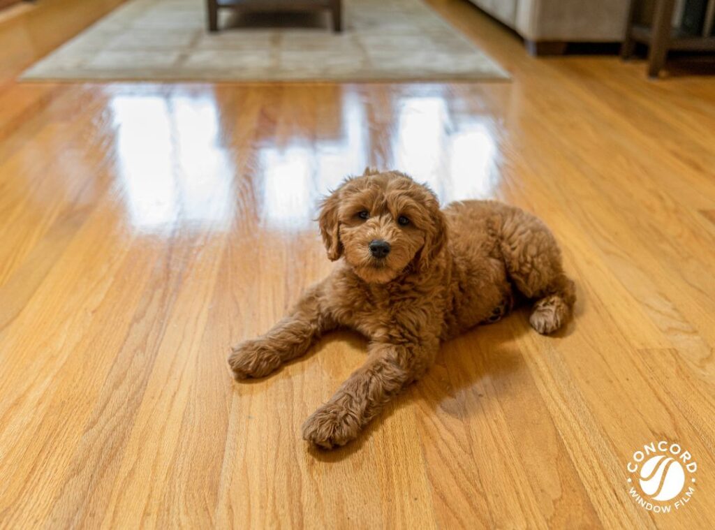 PHoto of a dog lying on a shiny new hardwood floor