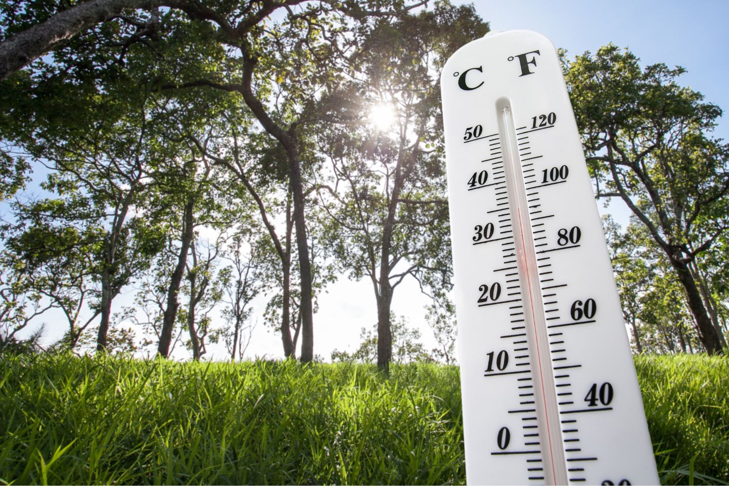 photo of a sunny lawn with a thermometer registering alomst 90 degrees for a post on heat transfer