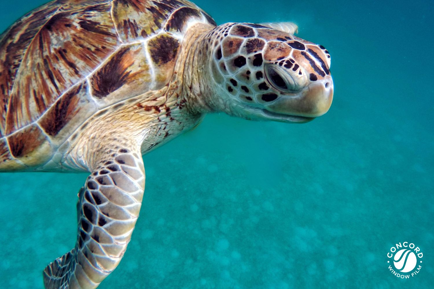 Photo of a sea turtle swimming in the water for a post on turtle film.