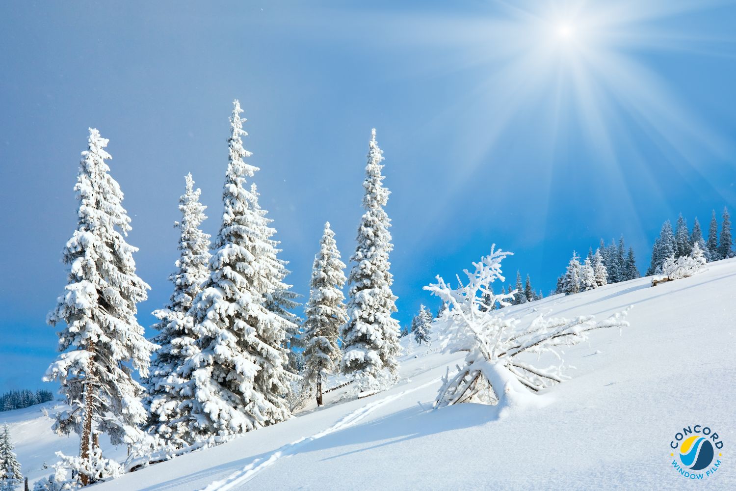 Bright sunny snowy landscape for a blog post on snow galre and what you can do about it